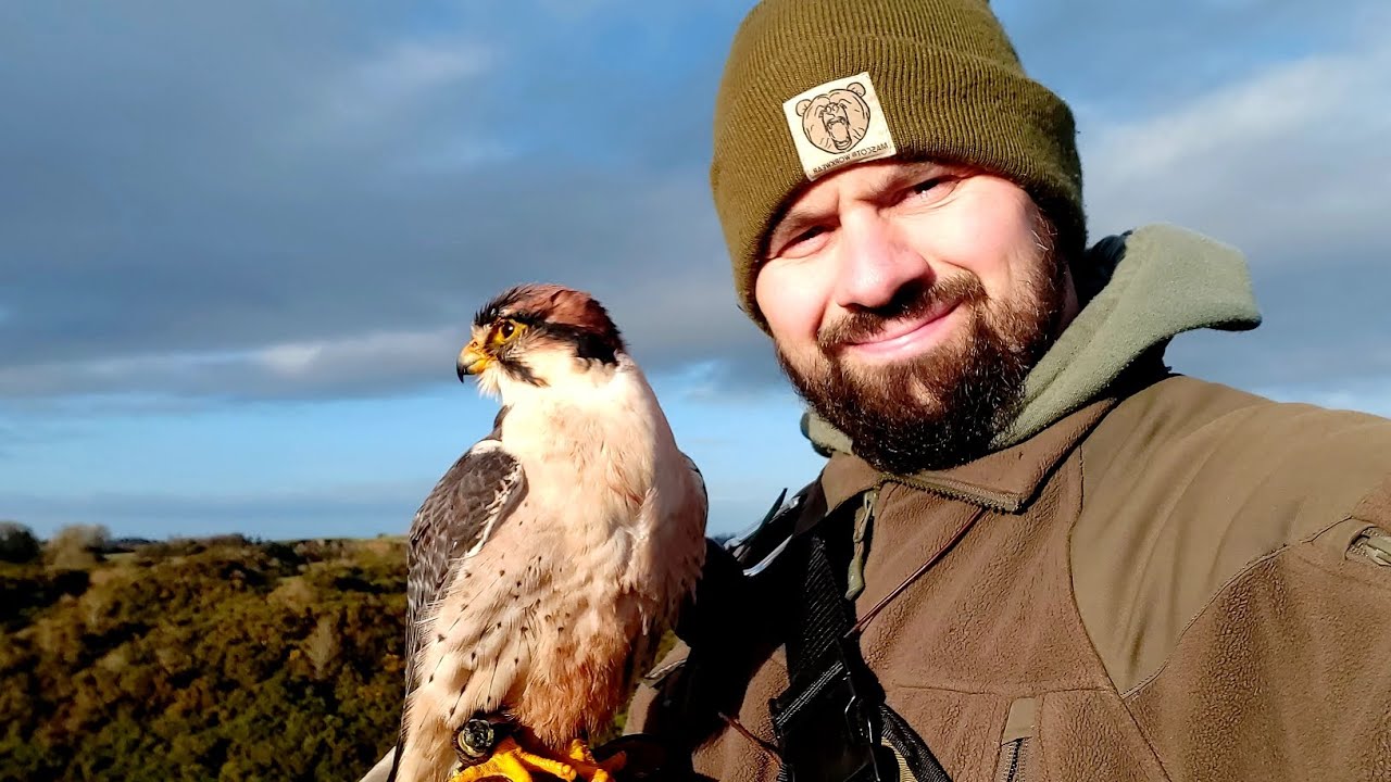 Lanner Falcon Training and Lure Flying Action Clips.