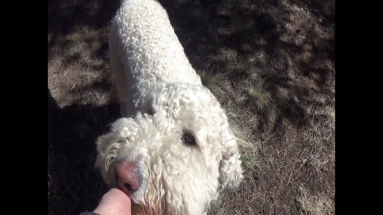 Farmyard Fun
