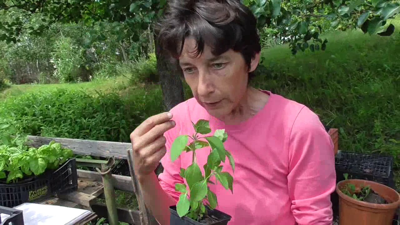 Aromatiche e non solo: Basilico - Ocimum basilicum e altri Ocimum