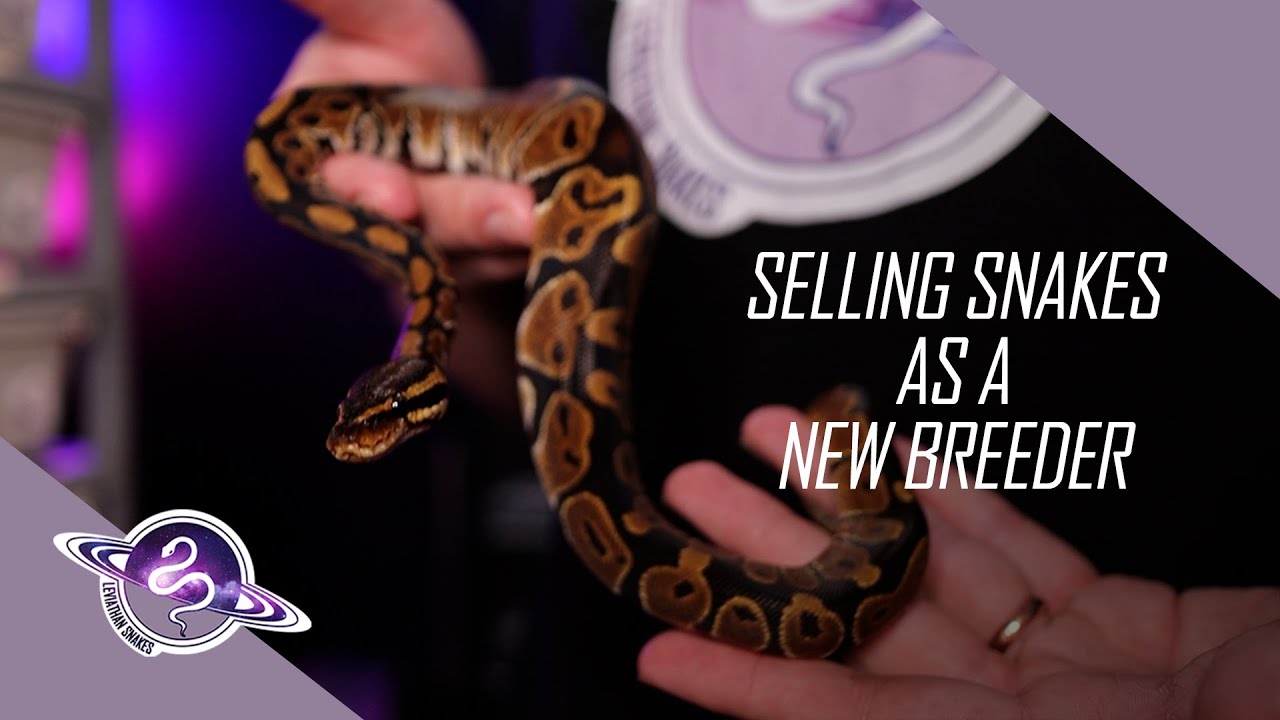 Selling Ball Pythons | Why Do Customers Buy From Specific Breeders?