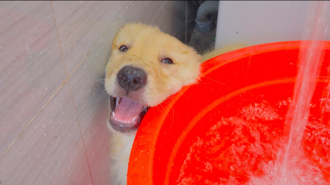 I've Never Seen a Dog Enjoy Their First Bath Like This! It Melted My Heart! Golden Retriever Puppy