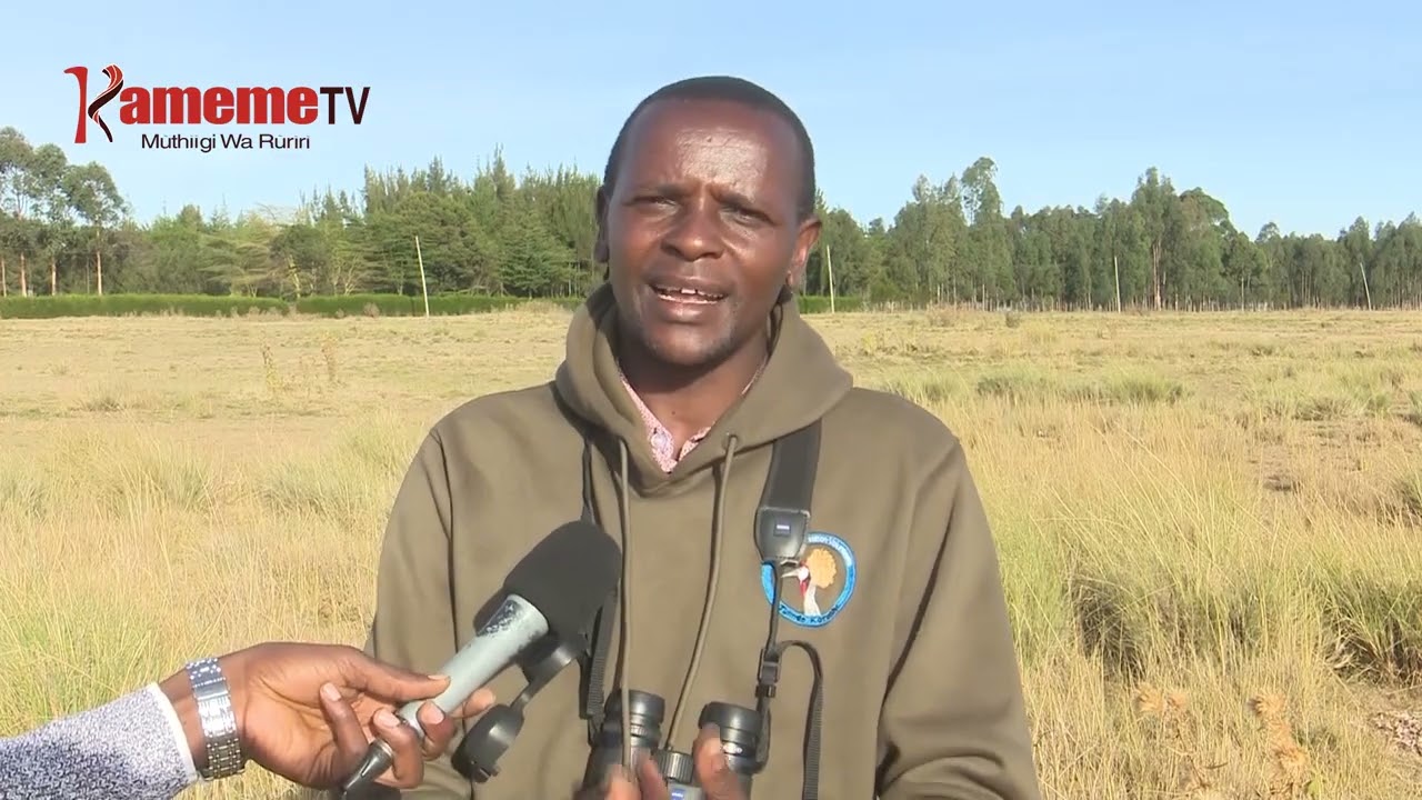 Utari wa nyoni Olborosat