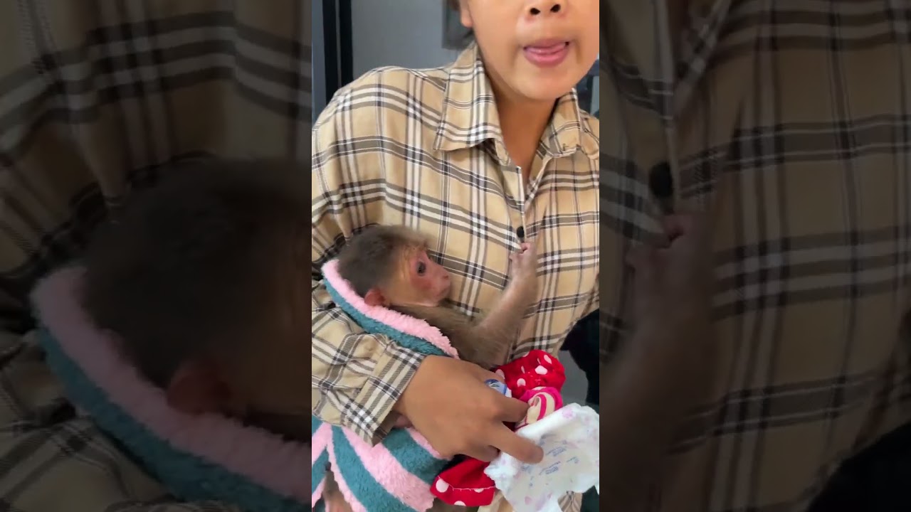 Loving monkey enjoys human presence every day with joy ���� #MonkeyVibes #FamilyLove