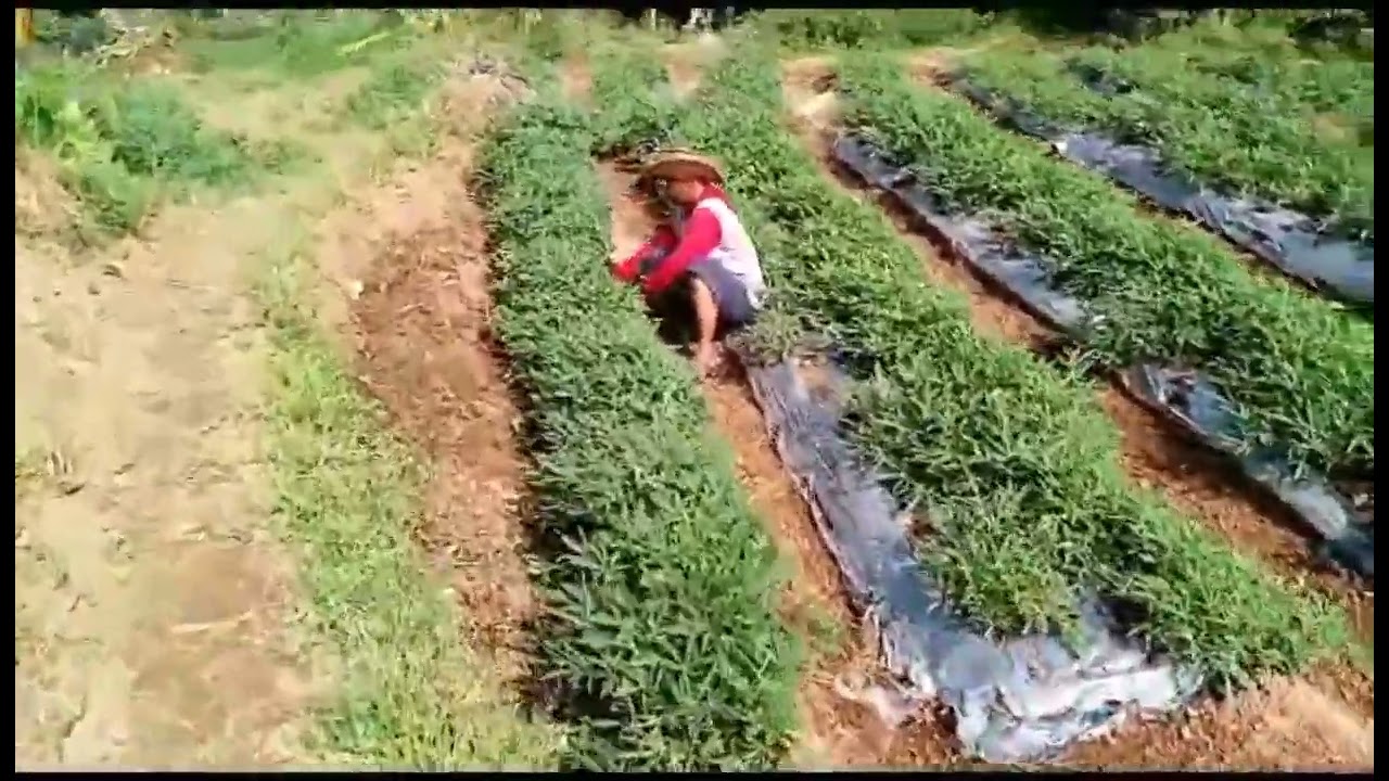 ubi Cilembu&ubi ungu organik super siap panen🌿🌿🏞️ yg berminat silahkan di order🙏🙏