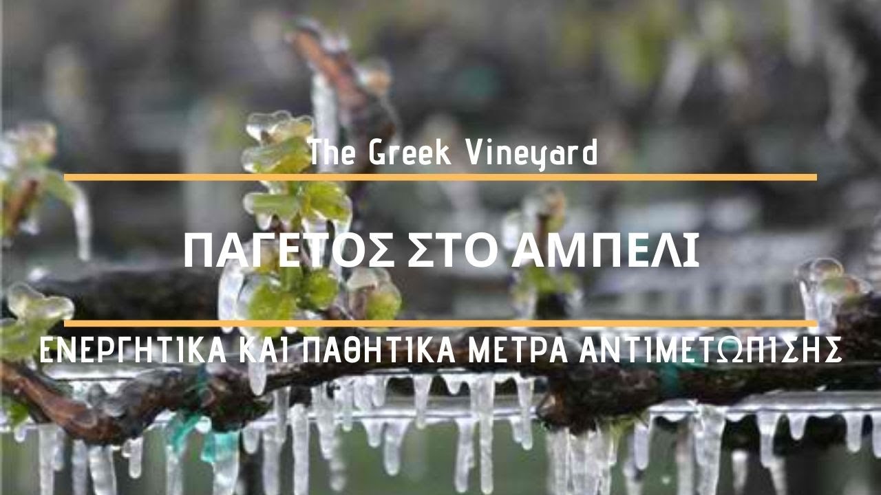 ΠΑΓΕΤΟΣ Στο Αμπέλι την Ανοιξη (Ενεργητικά και Παθητικά Μέτρα Αντιμετώπισης)