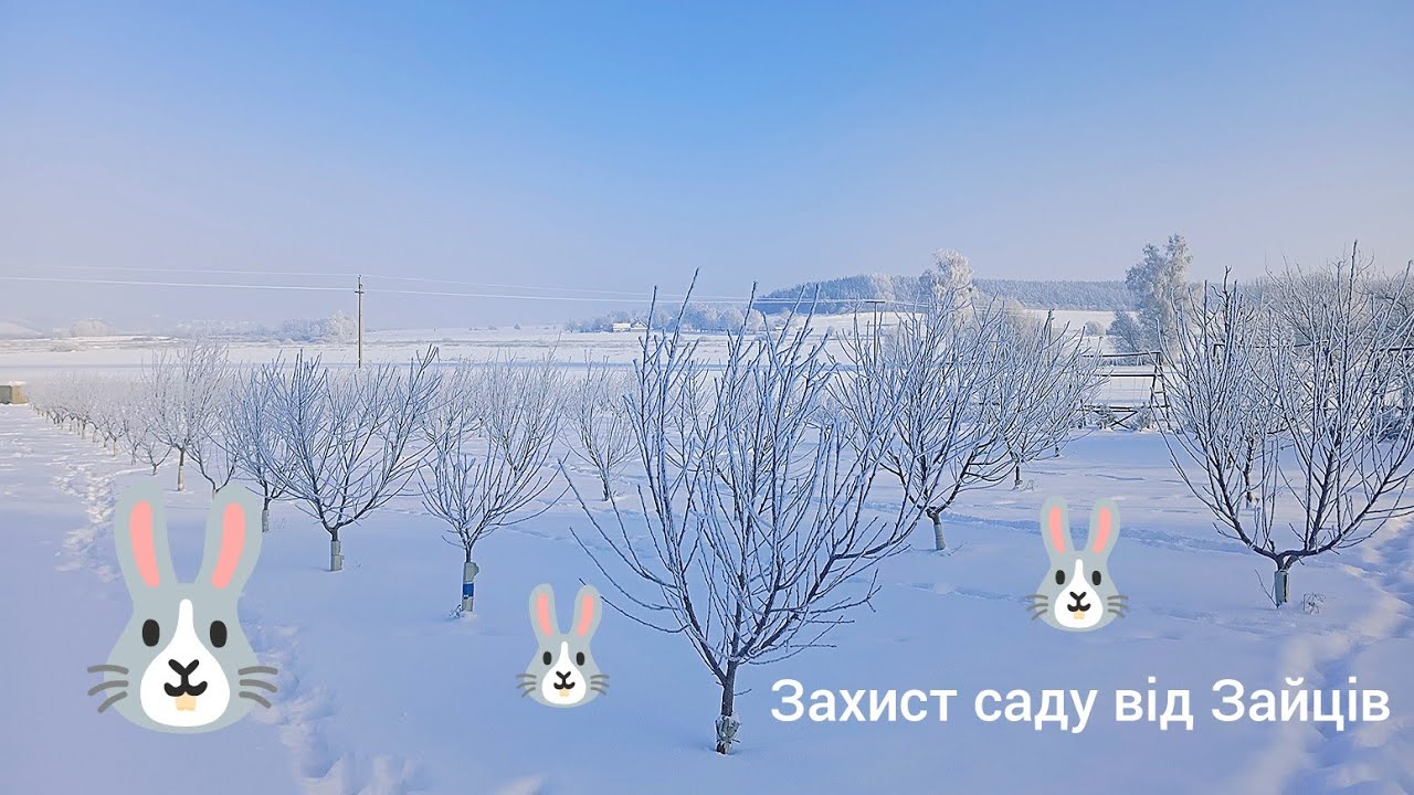 Чи спрацювала Кров ? у Захисті Саду від Зайців 🐰