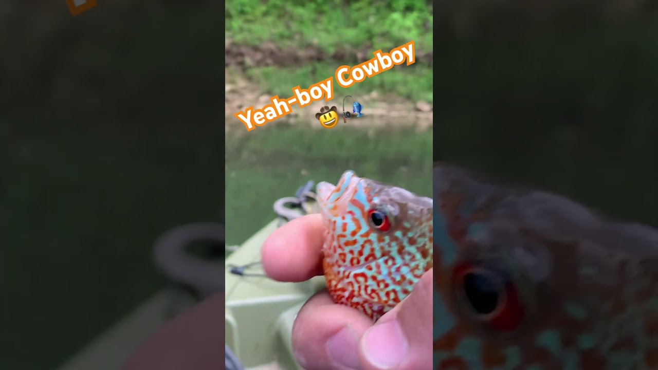 Yeah-boy Cowboy! Fishing catching Pumkinseed?! Sunfish? Let me know! #fishnfunoutdoors #fishing