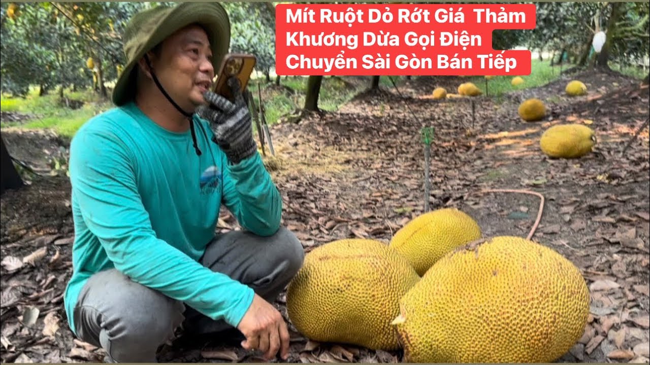 Khương Dừa hay tin M&iacute;t Ruột Dỏ b&aacute;n kh&ocirc;ng được gi&uacute;p bạn th&acirc;n chuyển l&ecirc;n S&agrave;i G&ograve;n b&aacute;n tiếp