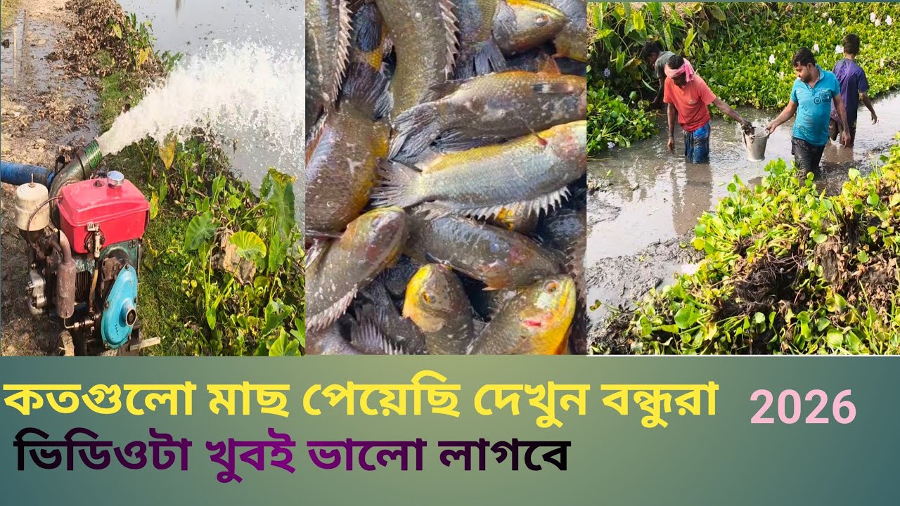 খাল থেকে ছেচে কিভাবে দেশি প্রজাতির মাছ গুলো ধরলাম দেখুন বন্ধুরা