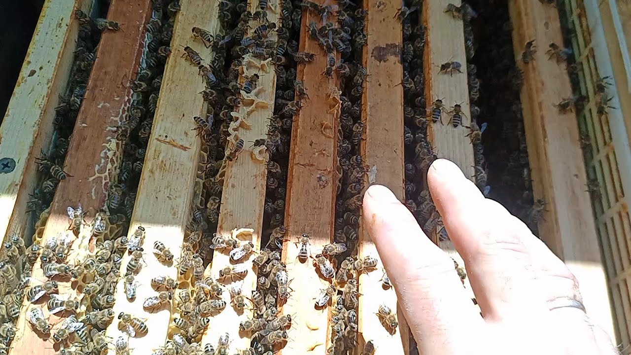Підготовляю сім'ї вихователі (09.05.21)🐝💪