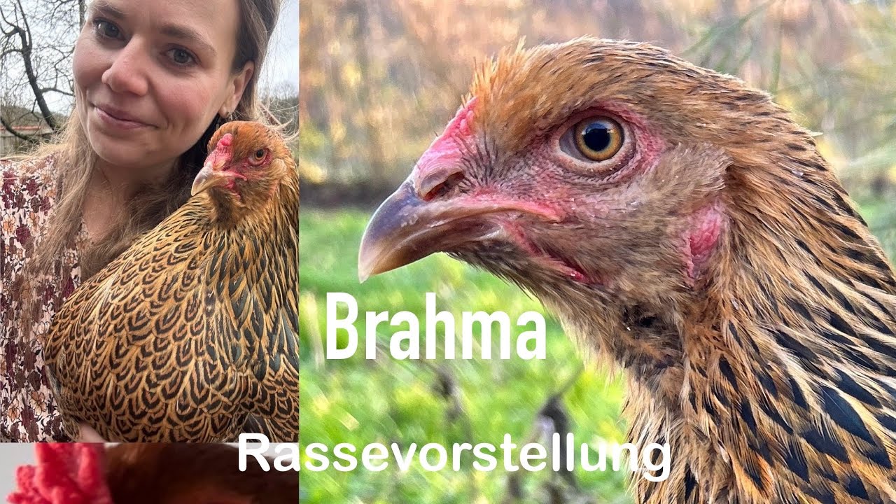 Rassevorstellung Brahma | Infos zur Rasse & warum ich sie so mag! Hühner | Hühnerhaltung