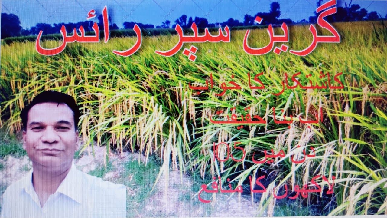 GREEN SUPER RICE GSR Ka kamaal Farmer howa Maal A Maal