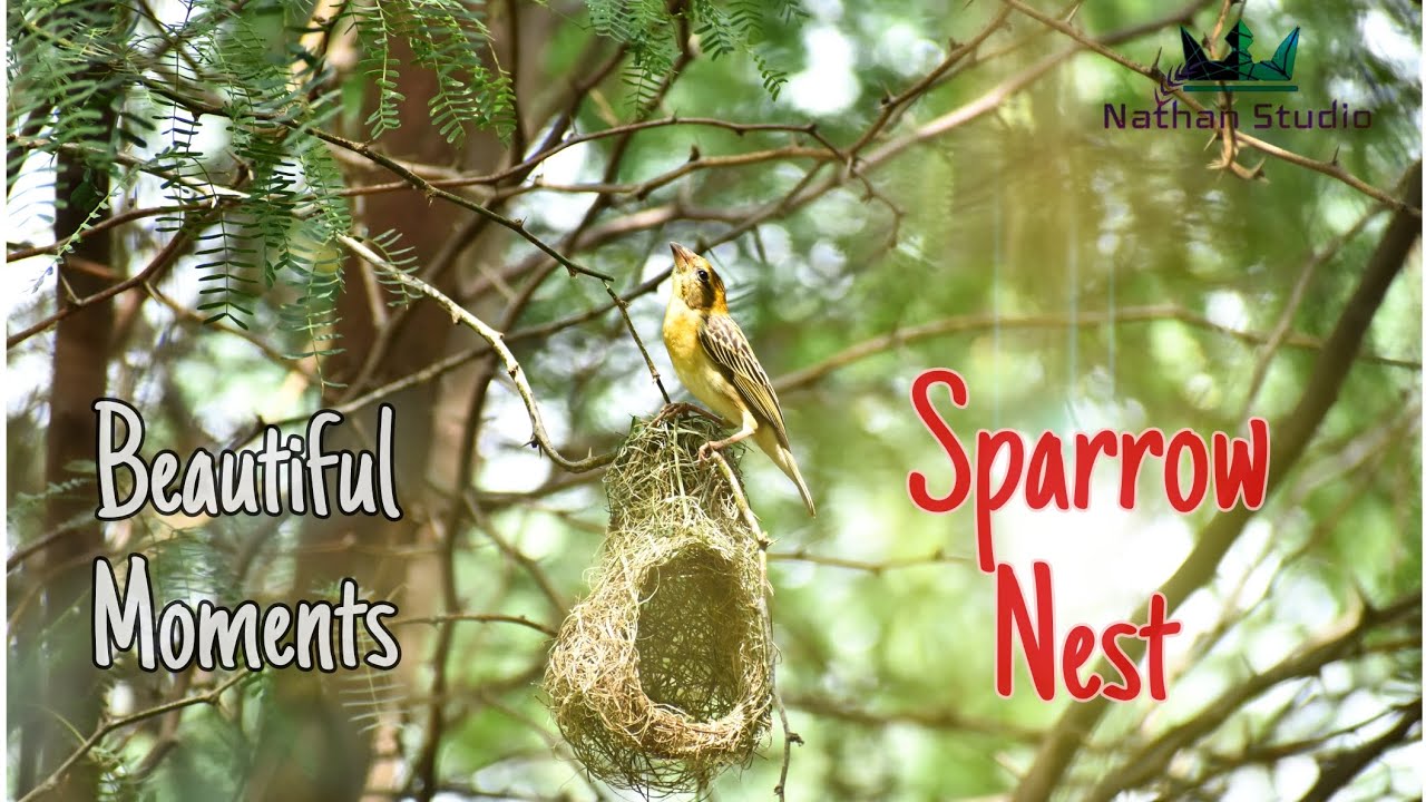 Sparrow Nesting | Beautiful moments. #birdlove #nest #NS44 #ddvlogs44 #birds #photography #wildlife
