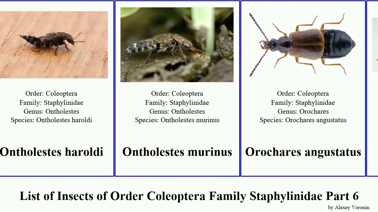 List of Insects of Order Coleoptera Family Staphylinidae Part 6 paederus ocypus oxypoda othius
