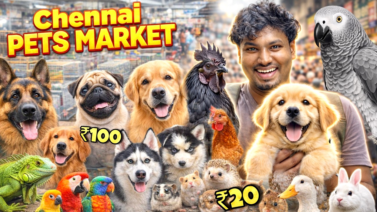 Chennai Pets Market Price List 2026 😳 Puppies to Exotic Animals Cost Revealed!