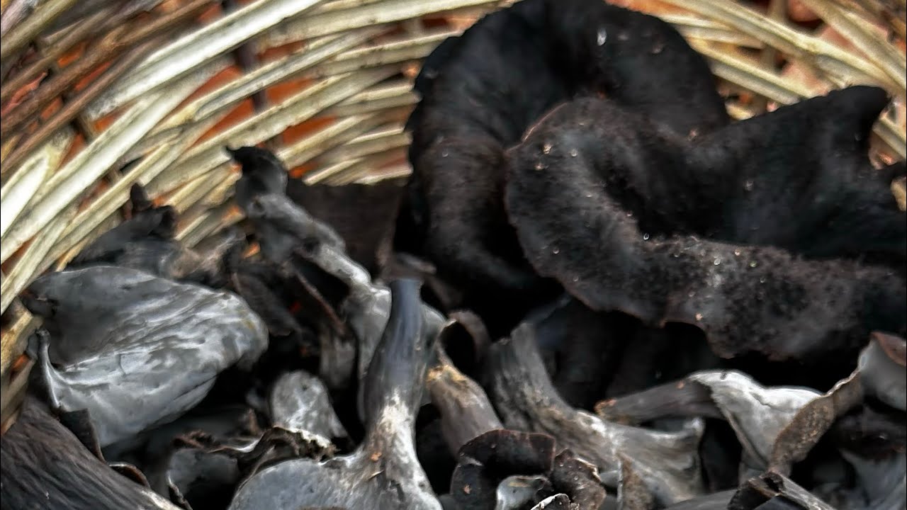 Borazan Mantarı (Craterellus cornucopioides)
