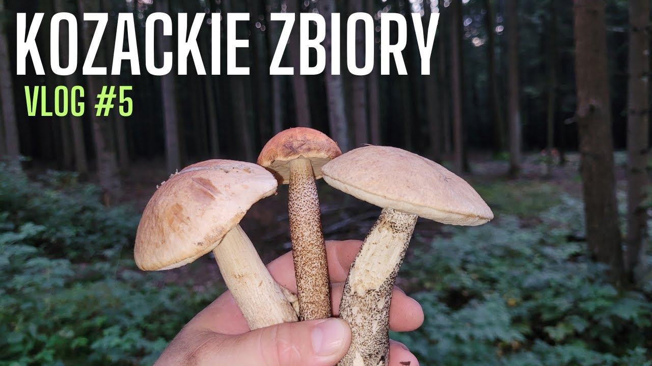 NA GRZYBY vlog #5 - Kozackie zbiory (21.08.2023) [4K]