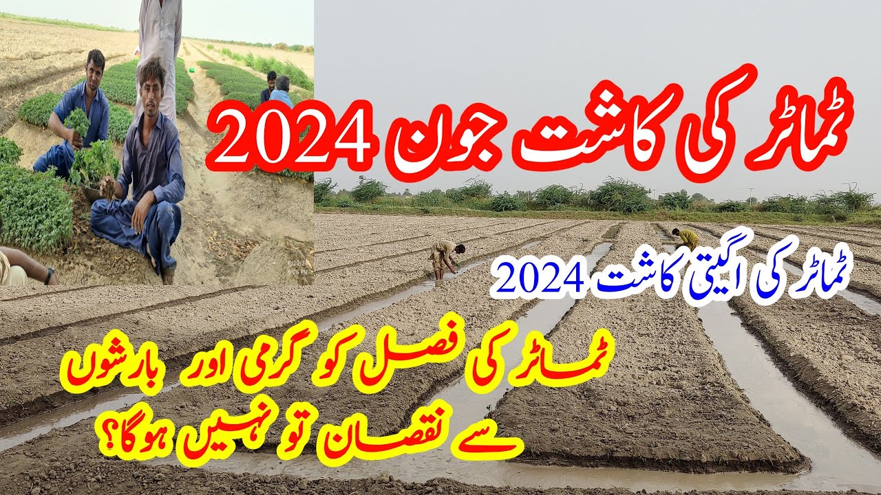 Tomato cultivation June 2024 | tomato farming in Pakistan | tamatar ki kheti | kisan vlogs tv