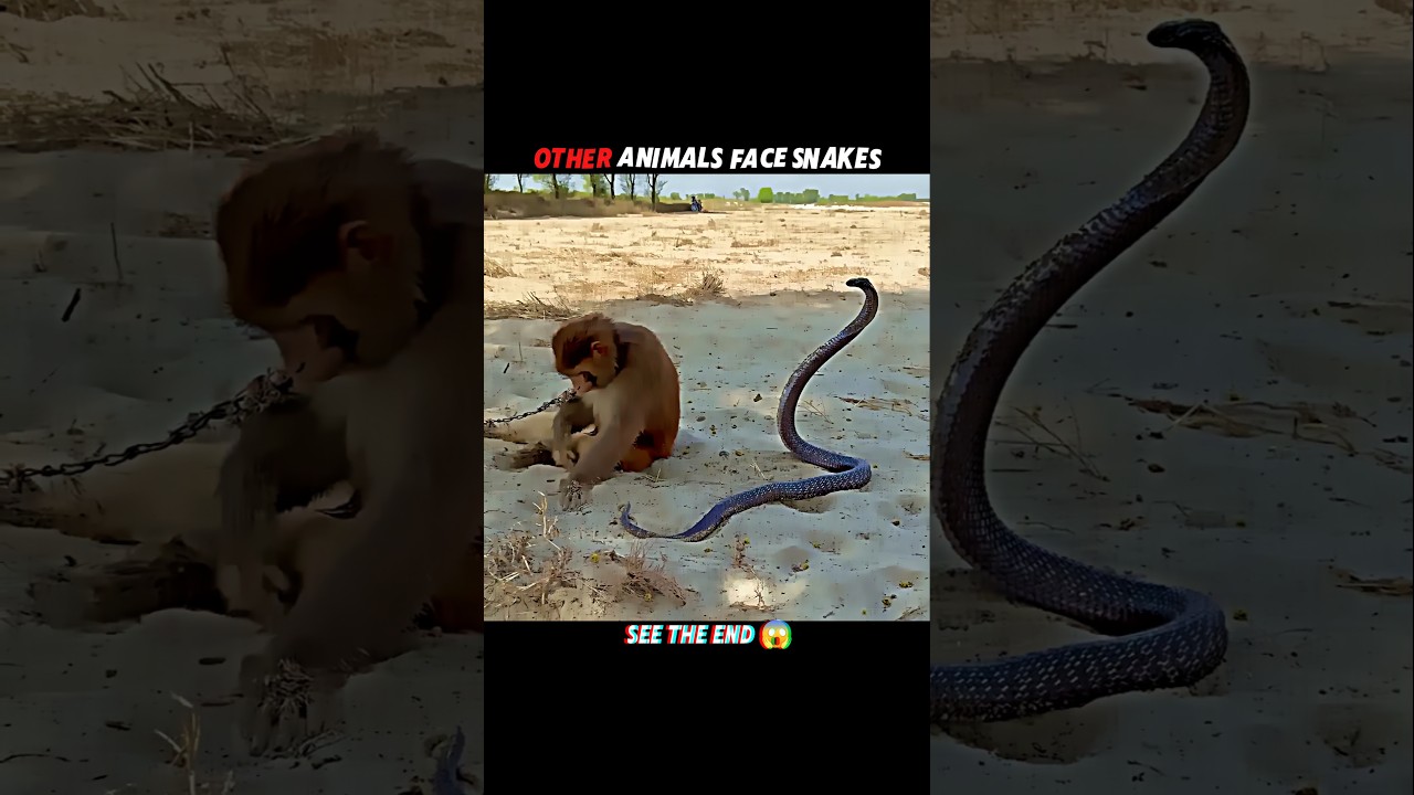 Cats Outsmart Snakes with Lightning Reflexes! #trending #animals #wildlife #cat #snake #viral