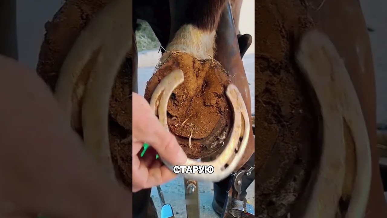 Опытный ветеринар сотворил НАСТОЯЩЕЕ ЧУДО😲🐎