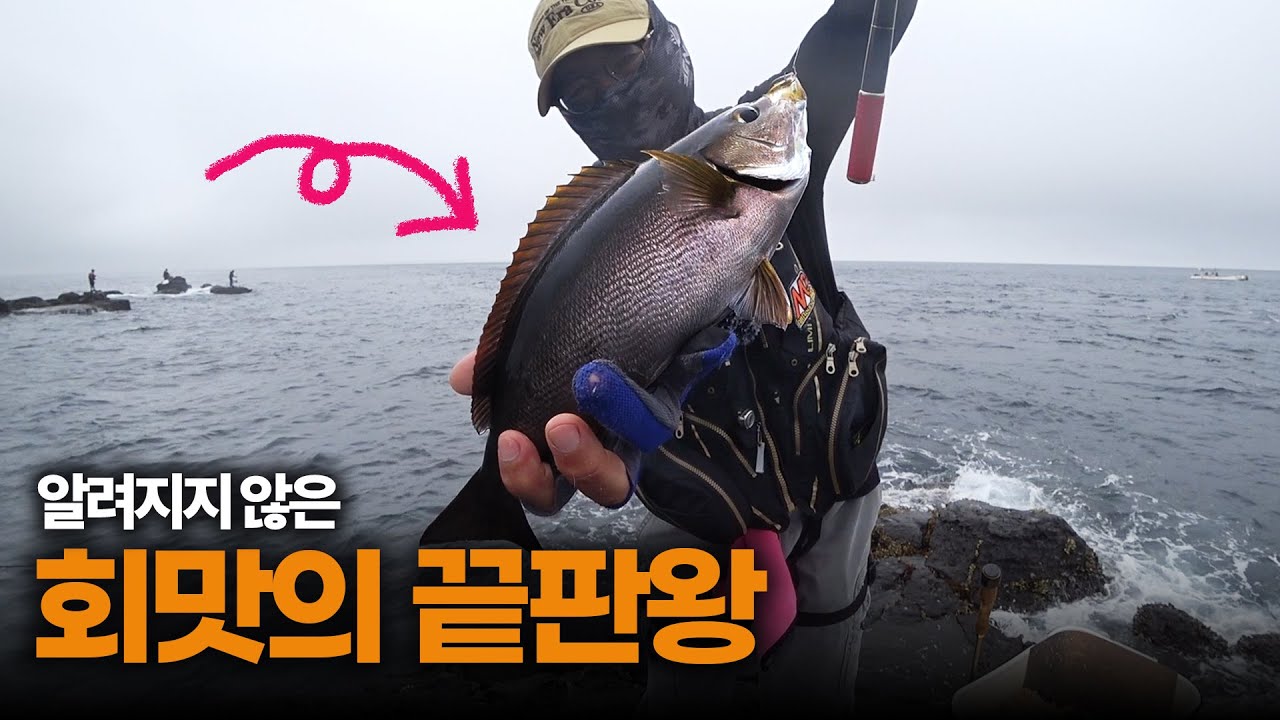 돌돔, 다금바리보다 맛있지만 낚시인 90%가 모르는 물고기... 마라도에서 타작했습니다!