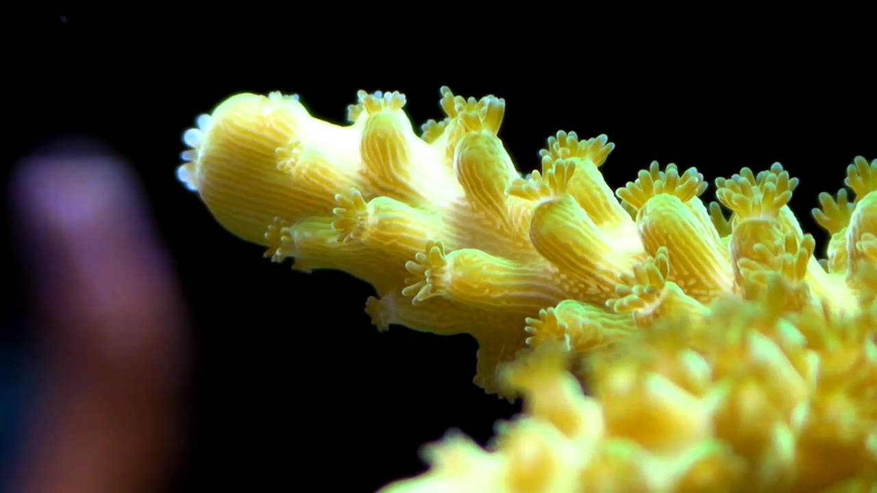 Acropora 