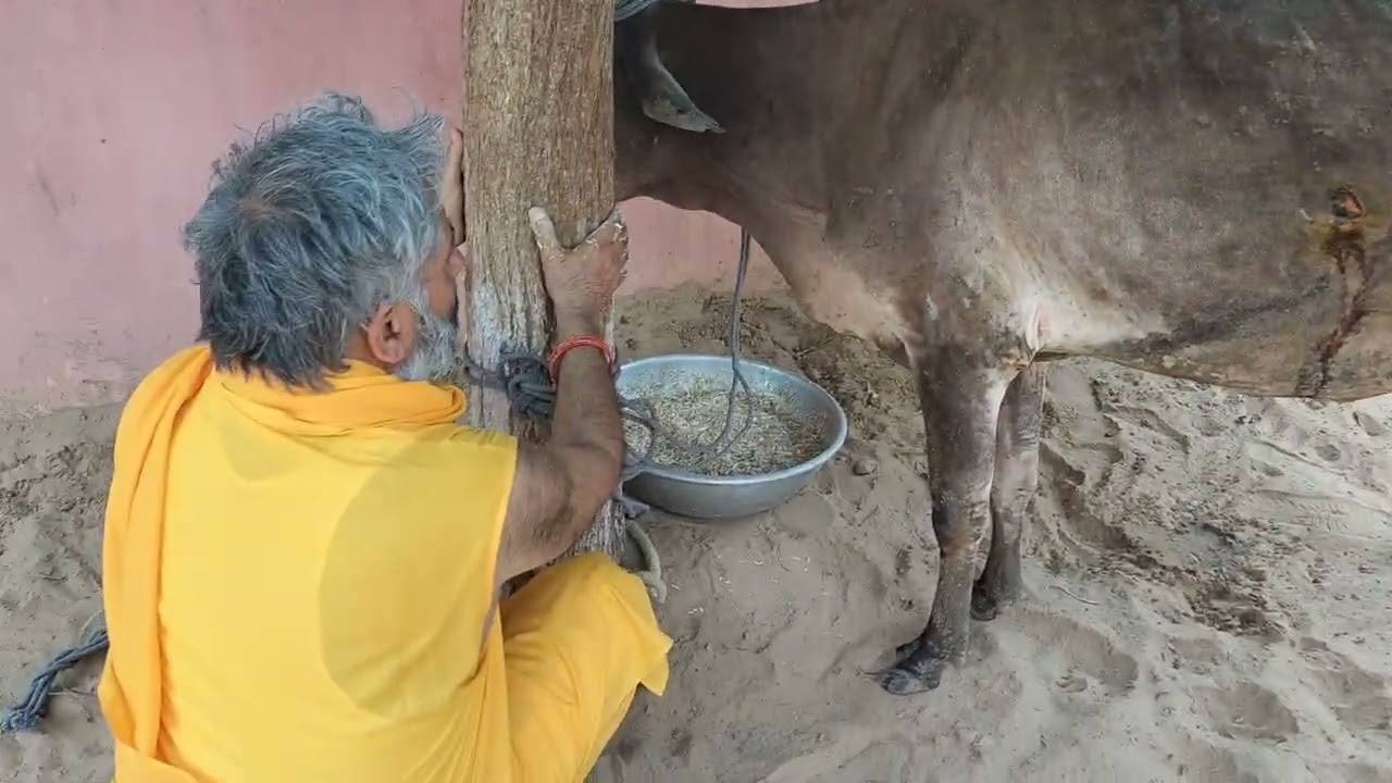 घायल गौ माता की सेवा करते हुए पूज्य गुरुदेव। Swami Ravinder Dev Ji Maharaj. Barsana