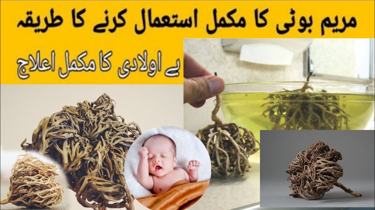maryam booti nabi booti ka mukamal istmal | bai auladiky liya | bai auladi ka ilaj| zahida ki duniya