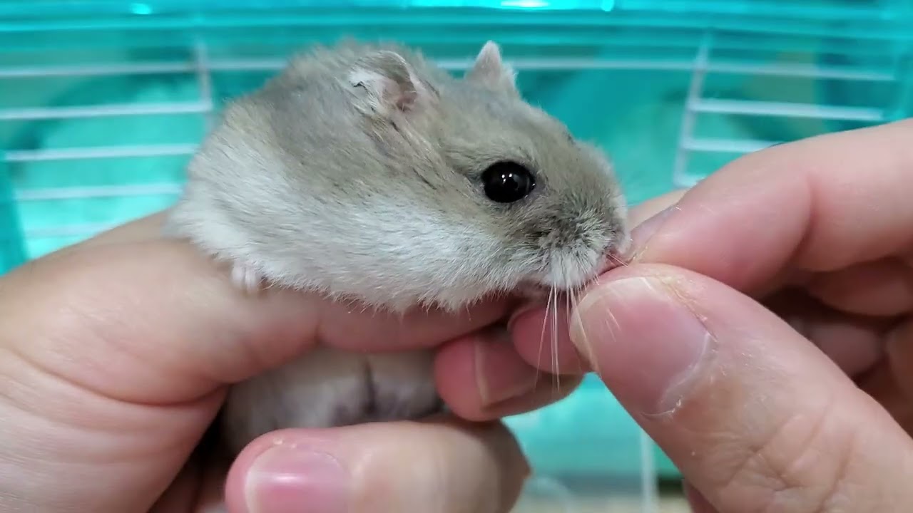 ASMR - Spending time with Sesame