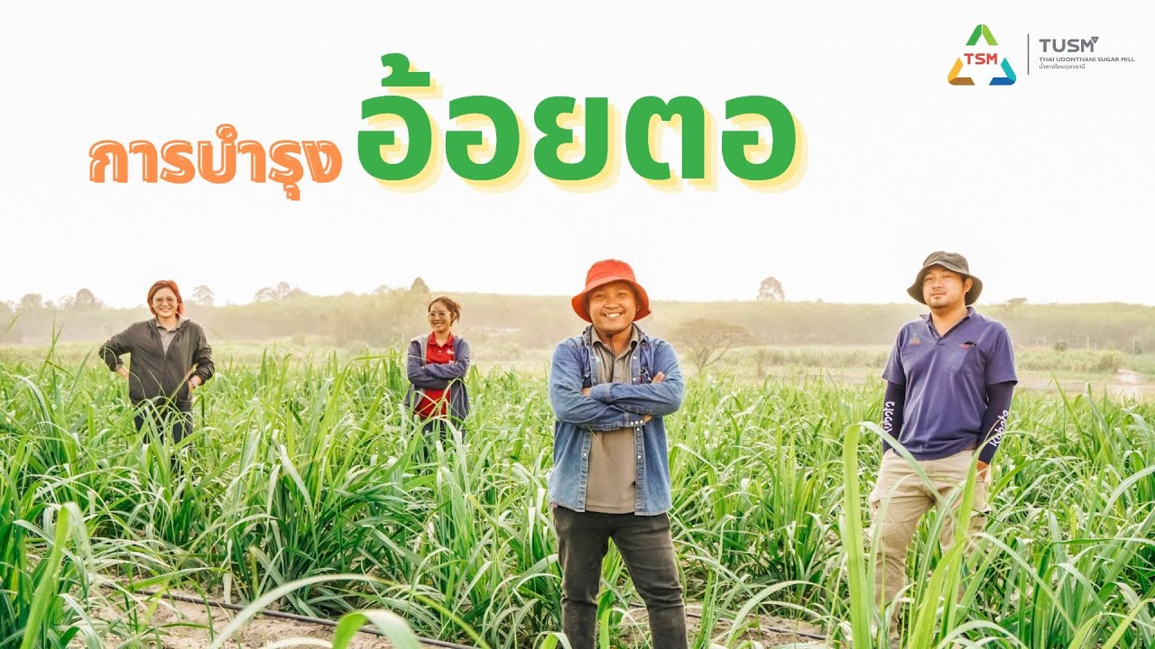 #081 การบำรุงอ้อยตอหลังการเก็บเกี่ยว