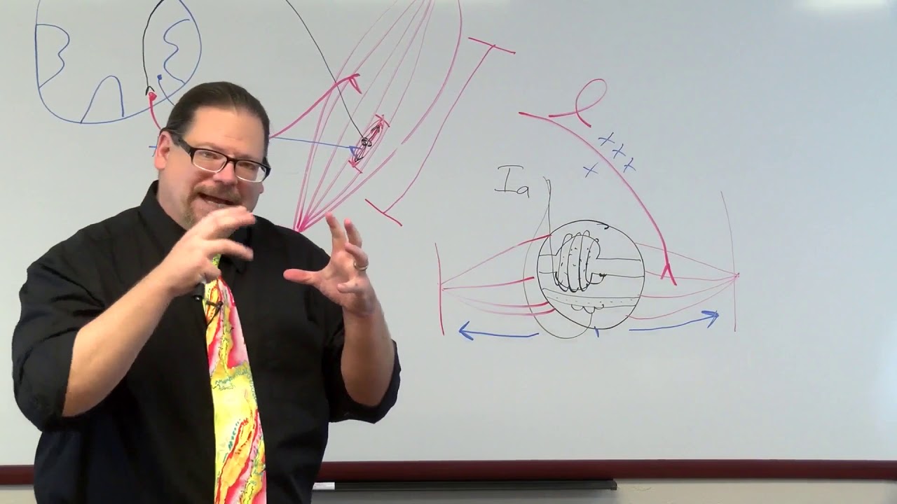 How Counterstrain Works: A Simplified Jones Counterstrain Neurophysiologic Rationale