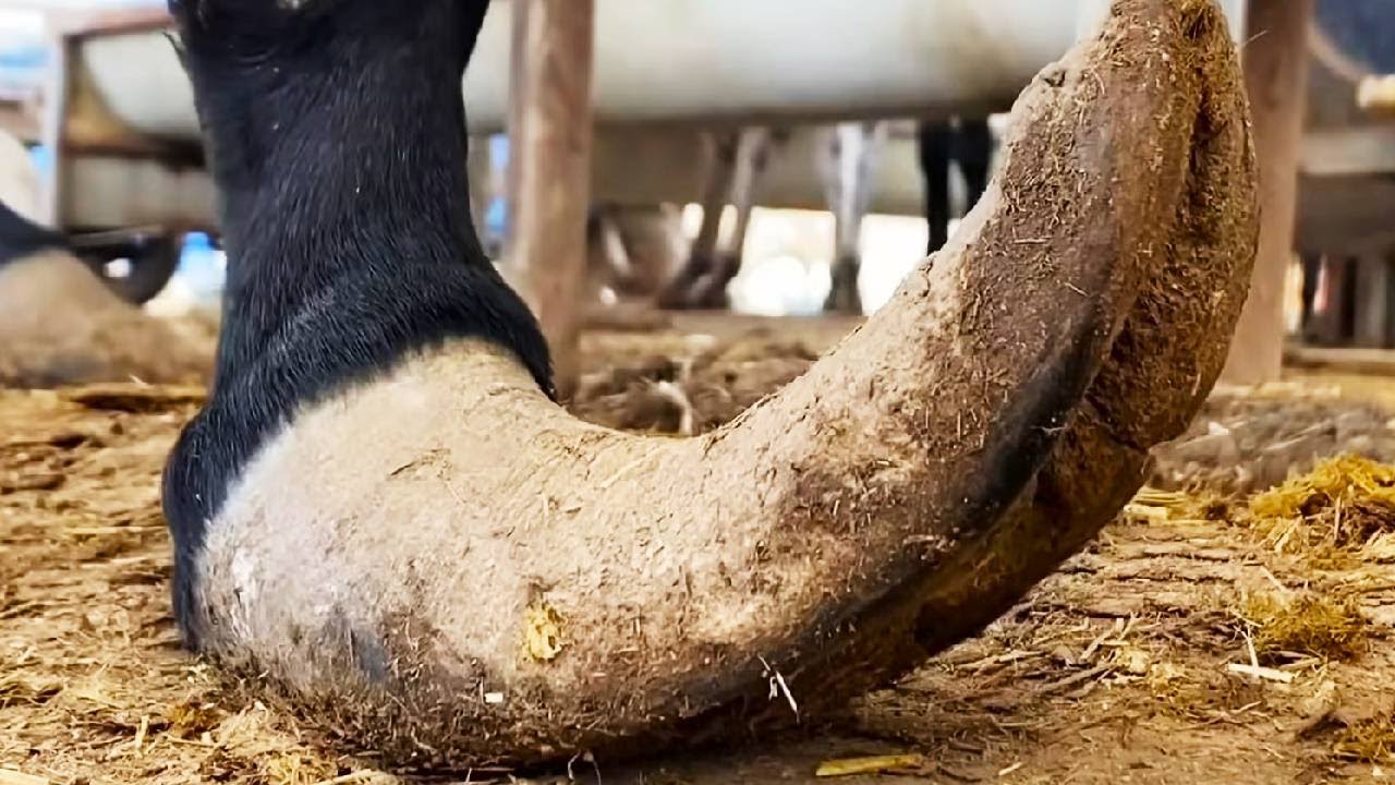Repairing donkey hooves is such a stress reliever! The mechanic saved the animal.