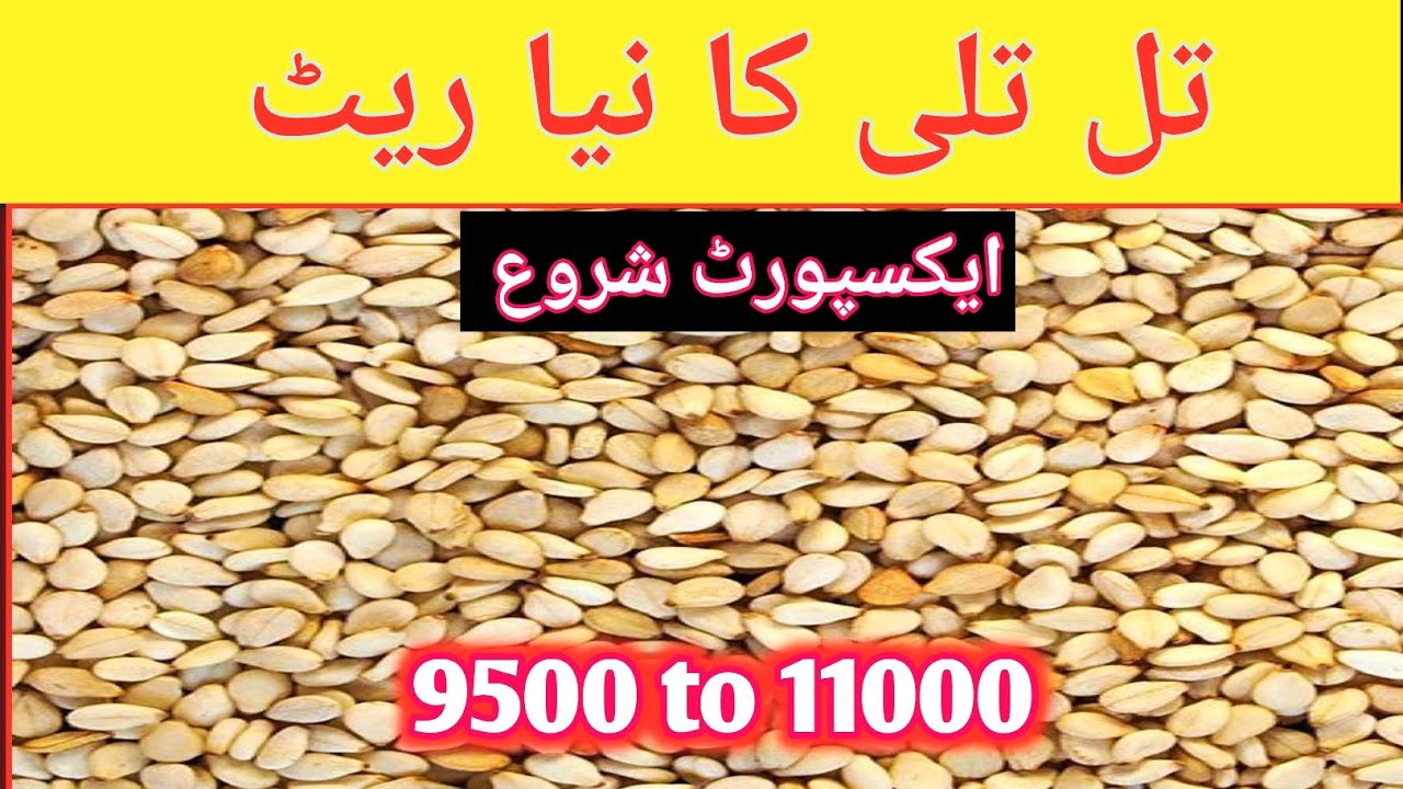 Till Tilli Ka Niya Rate|| Today Till price in Pakistan|Til export Start Afghanistan border rates up.