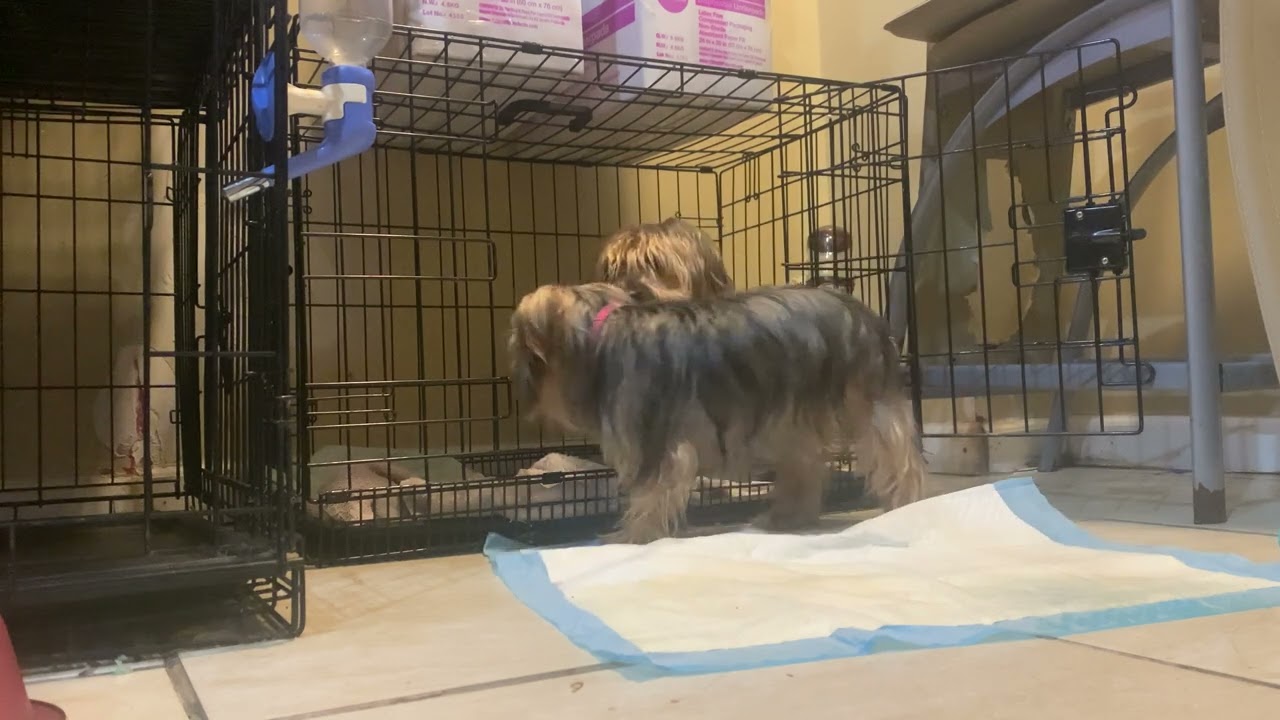 No Yorkie can mate her