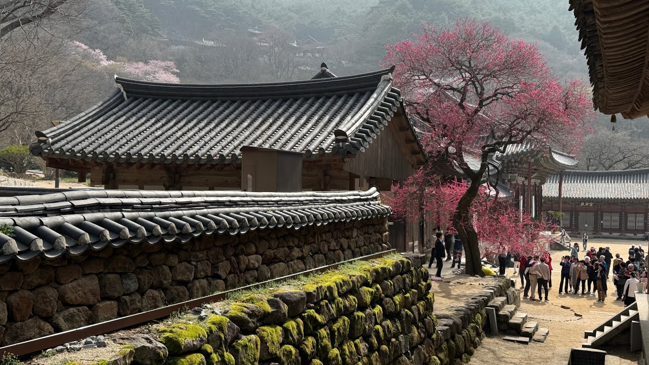 구례 화엄사 템플스테이(봄)