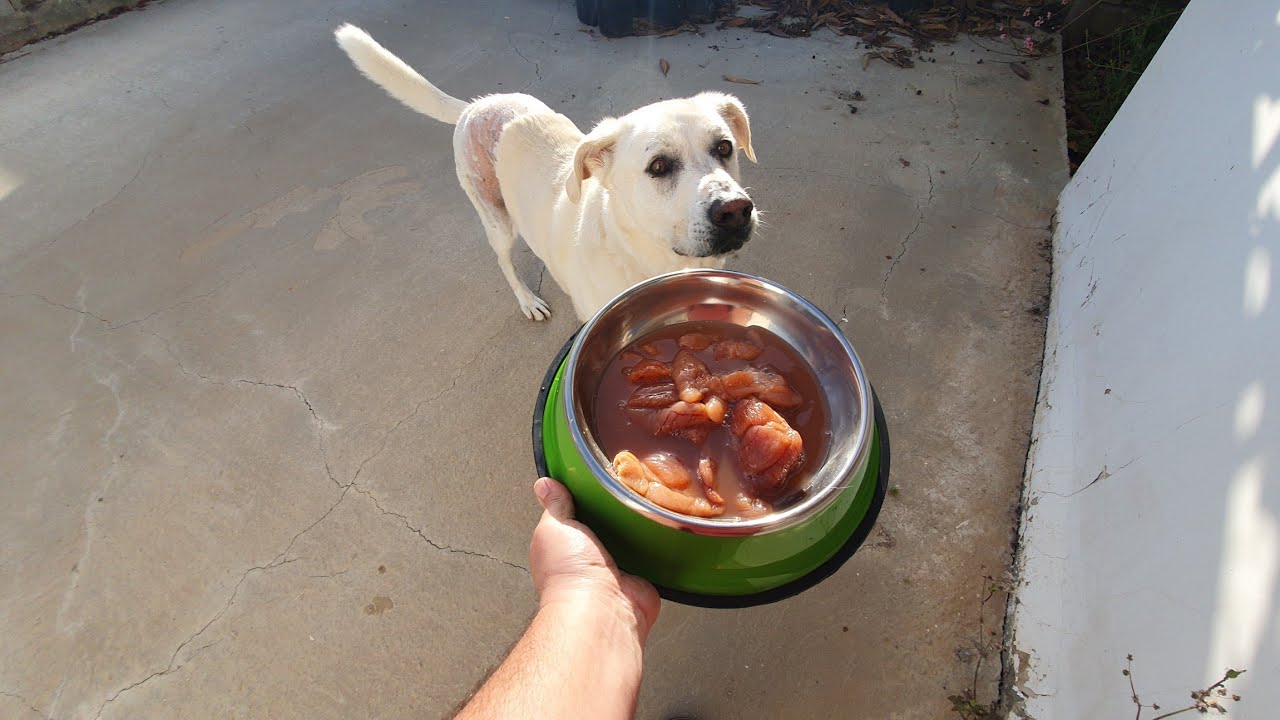 dog eat raw Alaska pollock fish eggs ( Theragra chalcogramma )