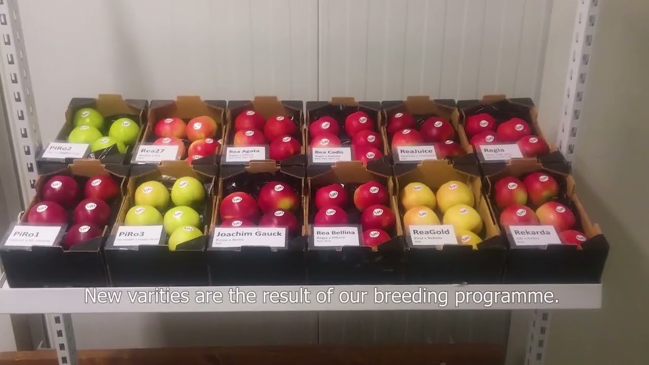 From Seed to Variety – the German Federal Apple Breeding Program at JKI