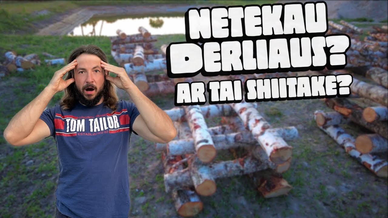 Ūkis #41 Ar čia Shiitake grybai? Sausmedžio laistymo sistema.