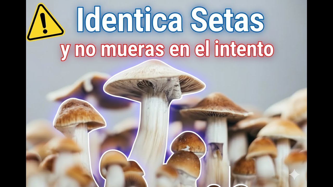 La Gu&iacute;a Definitiva de PSILOCYBE: C&oacute;mo Identificar Hongos Psicoactivos (&iexcl;y Evitar los Venenosos!)