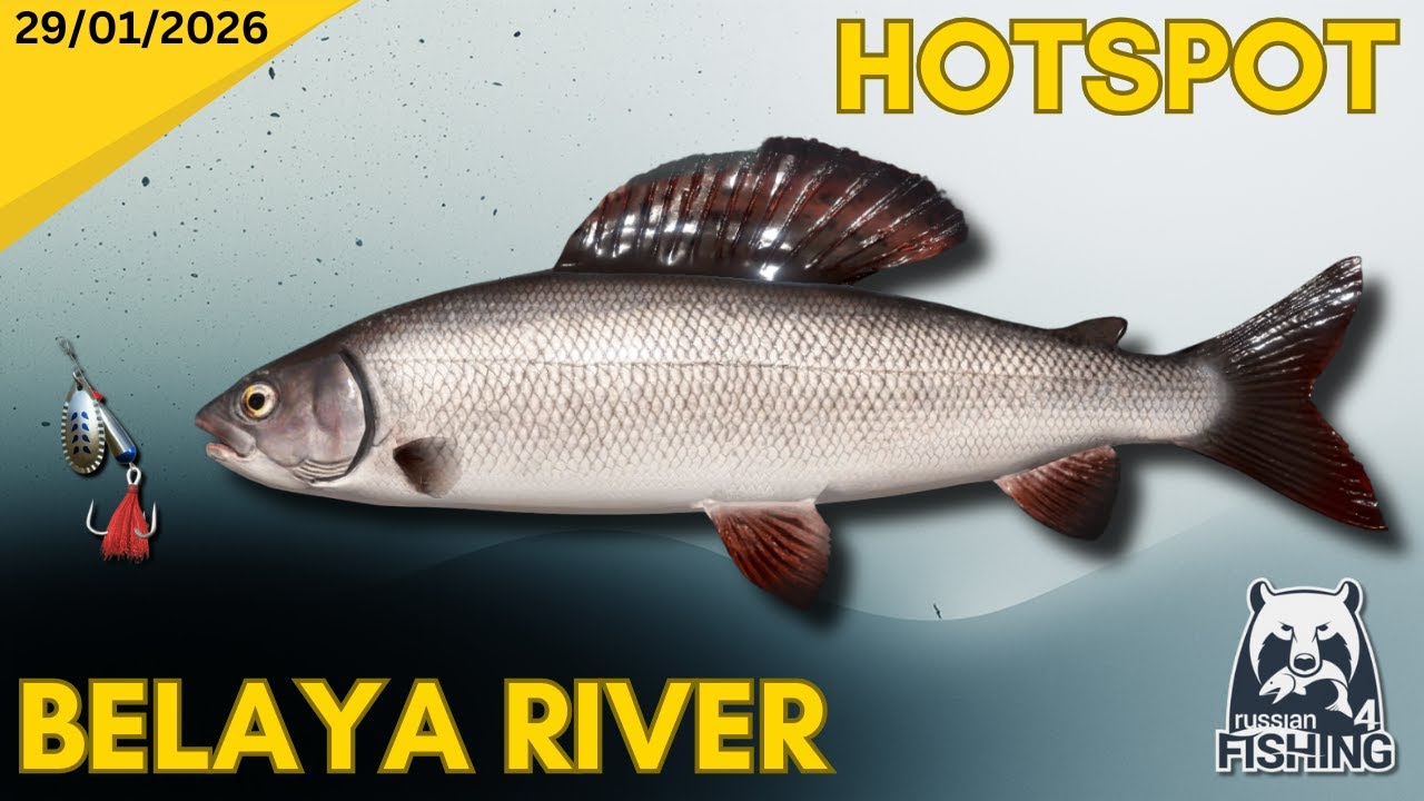 Solid Spinning Hotspot - Belaya River - Russian Fishing 4