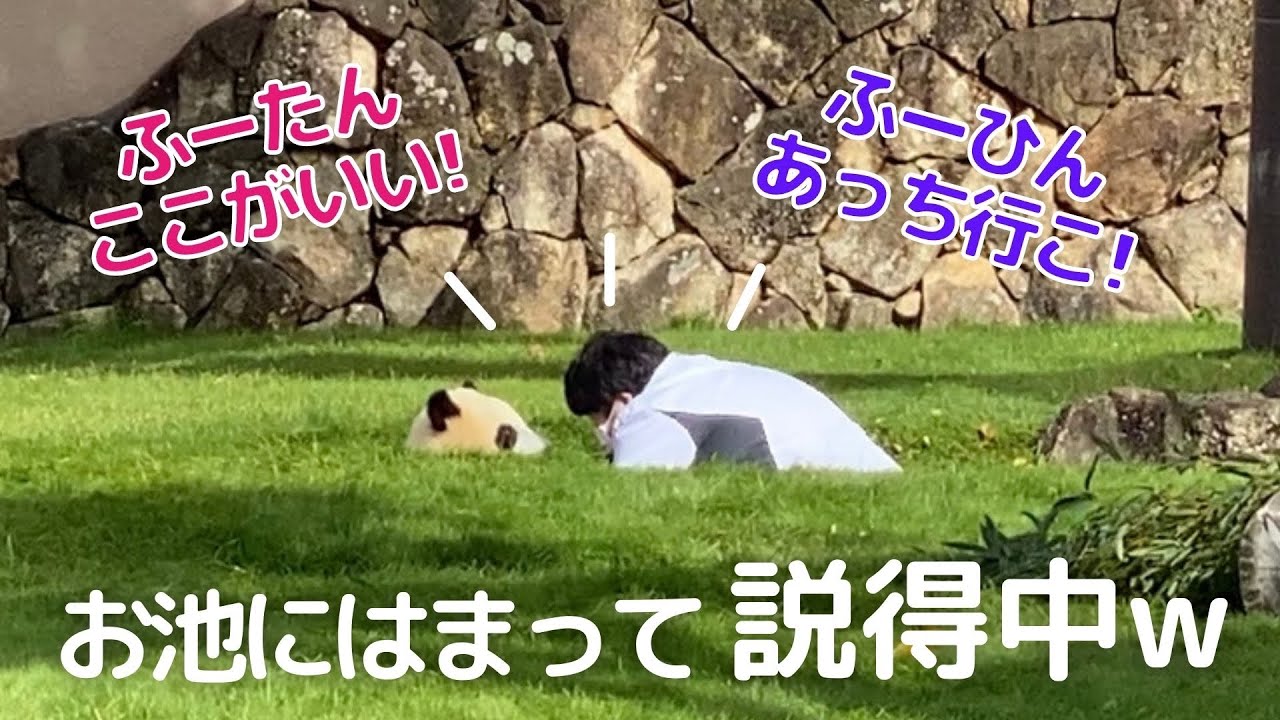 子パンダと飼育員さんの可愛すぎるやり取り😍お掃除タイムの楓浜🐼🍁