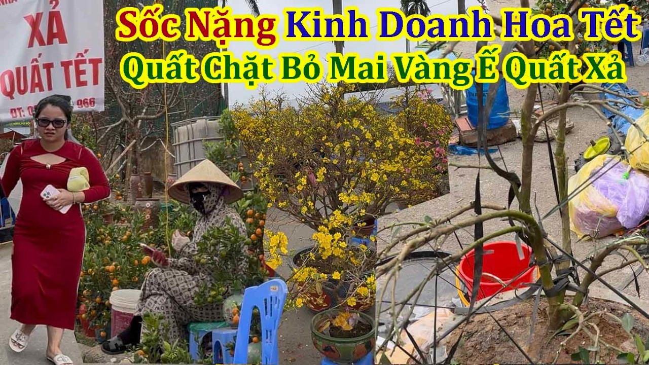 Choáng Cảnh Kinh Doa Hoa Tết Nhà Vườn Cắt Trụi Cây Quất Giữa Chợ Hoa Xuân Mỹ Đình 2026