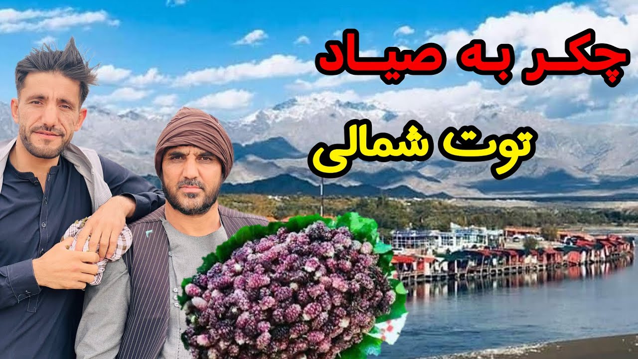 ولاک زیبا از صیاد کاپیسا - توت خوری