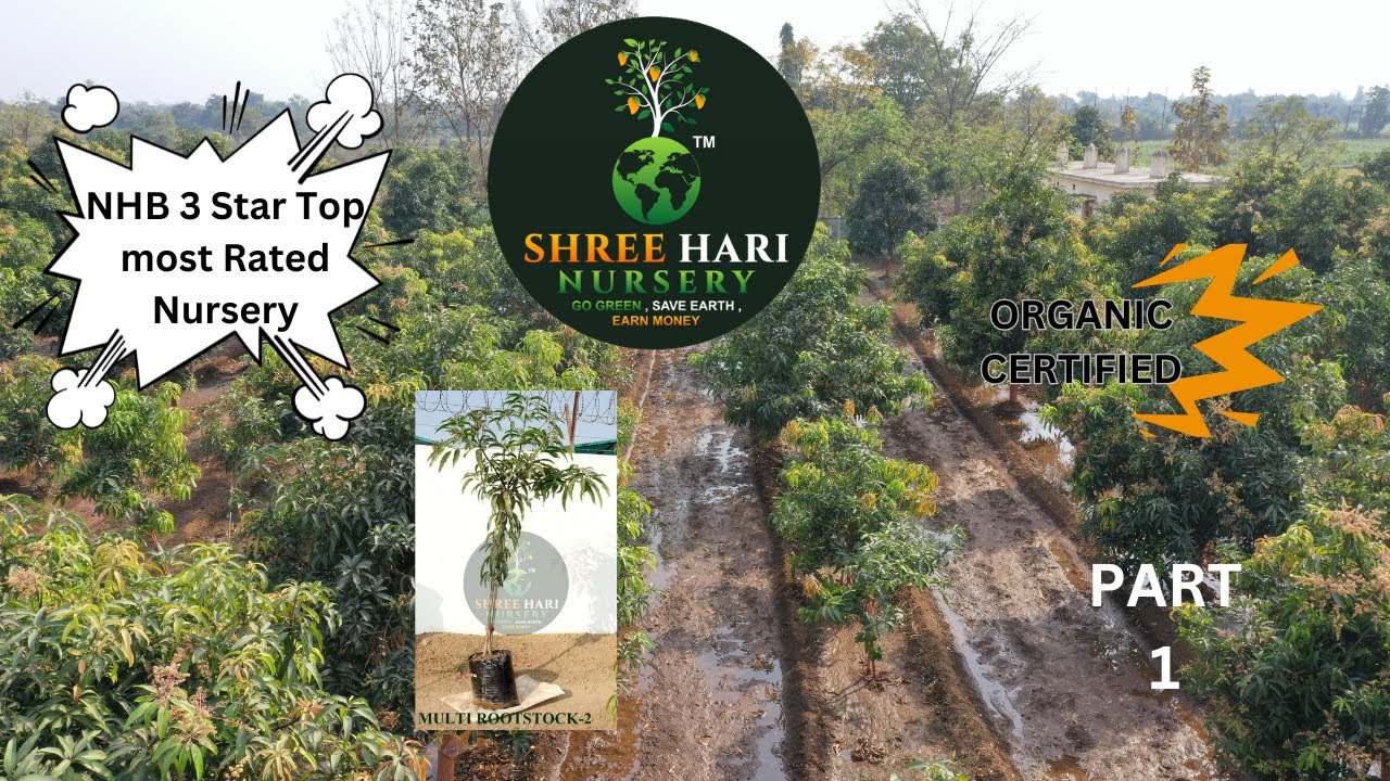Biggest Mango Farming Nursery |Certified Organic | Gujarat Mango Farming| Top Most Rated.