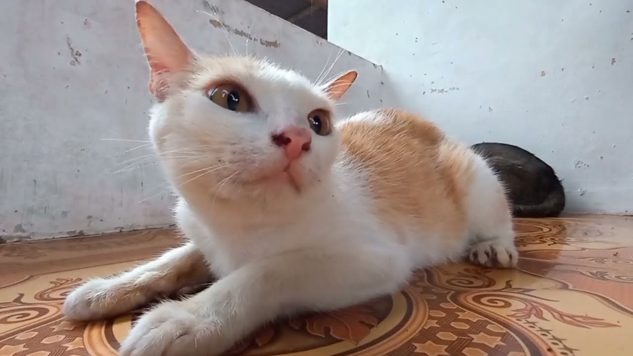 No Means No | Rainy Cat Moment