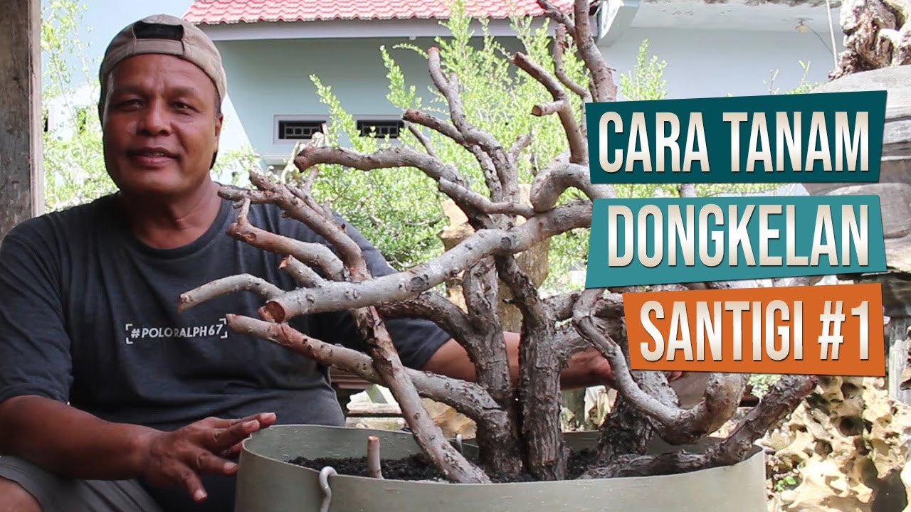 Cara Tanam Dongkelan Santigi Dengan Media Pasir Laut Bersama Om Bambang Dari Kota Bima