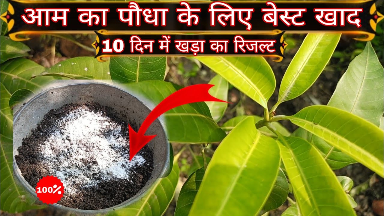 Testing Fertilizers for My Mango Plantsआम का पौधा के लिए बेस्ट खाद #mango @rishugarden7  