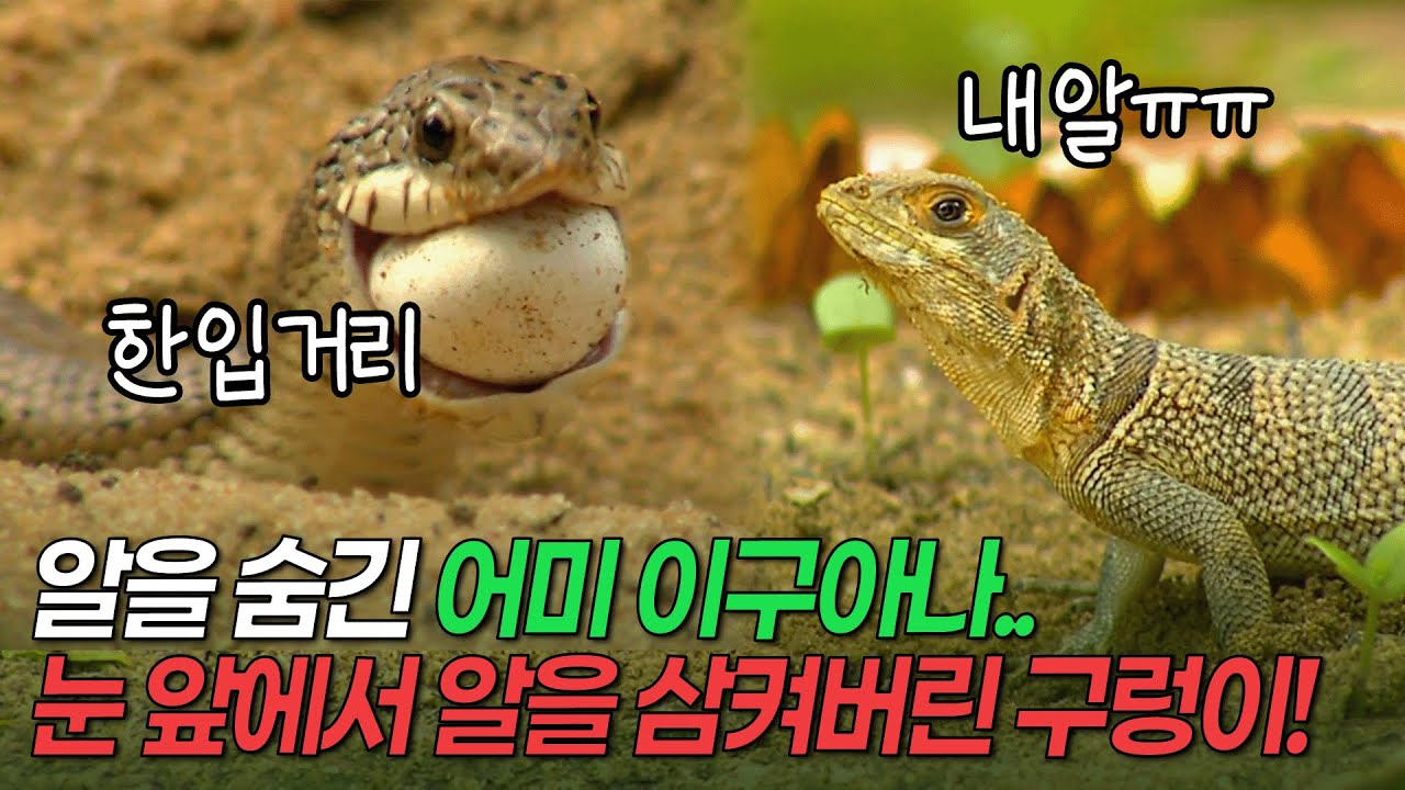어렵게 숨긴 이구아나의 알..  눈 앞에서 삼켜버린 구렁이! [환경스페셜 이래야 산다, 야생의 법칙] / KBS 20110622 방송