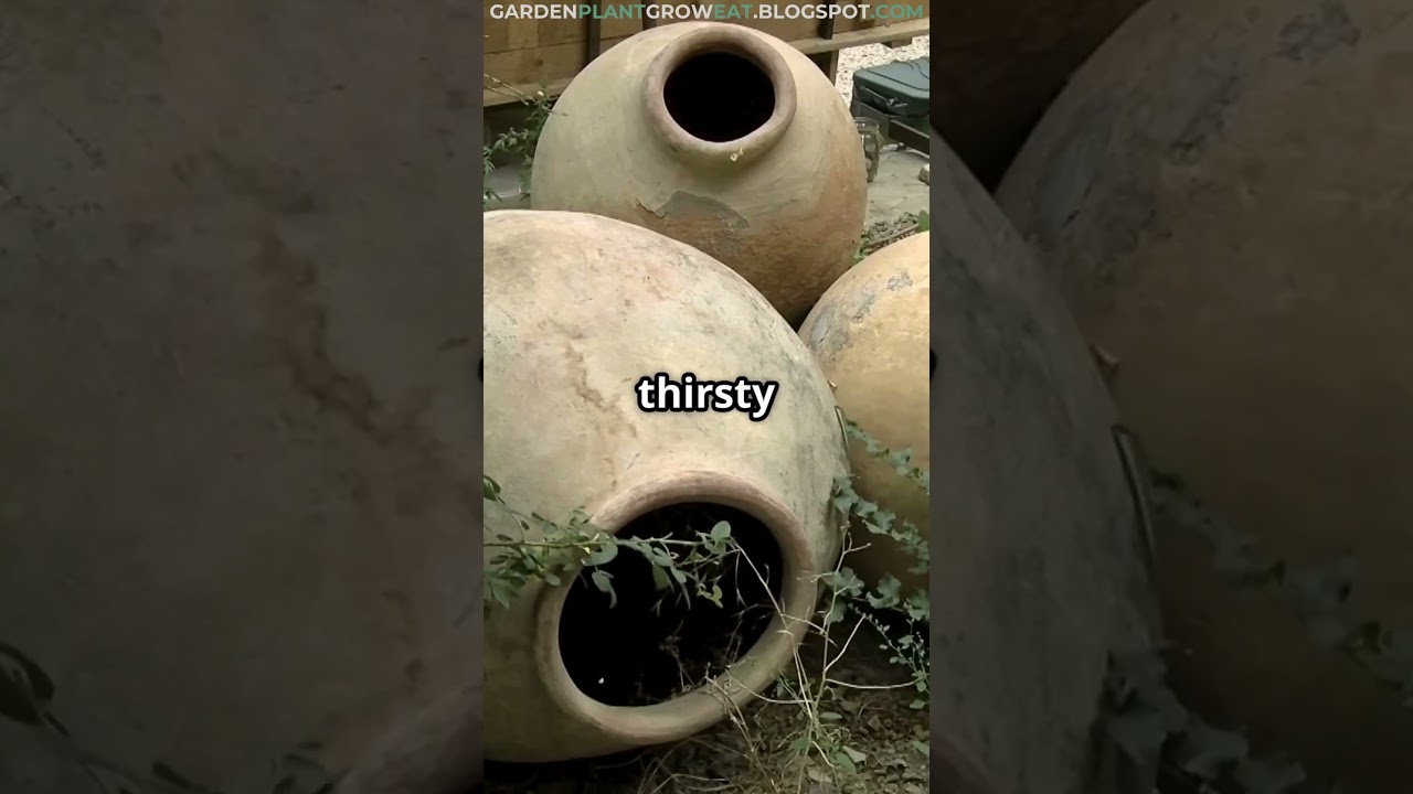 The Ancient Watering Trick You NEED to Try! Save Time & Water🌿💧 