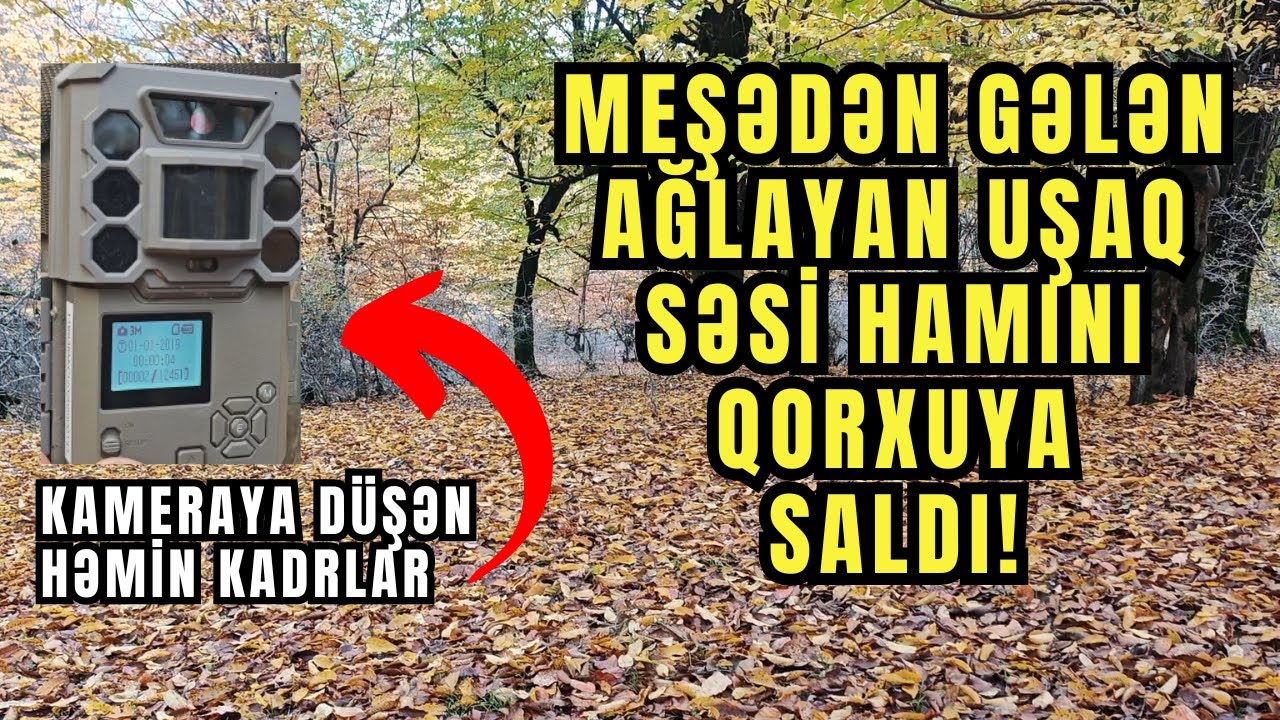 Hirkan Milli Parkındaki Meşədən Gələn Qorxulu Səslərin Səbəbi Nədir?